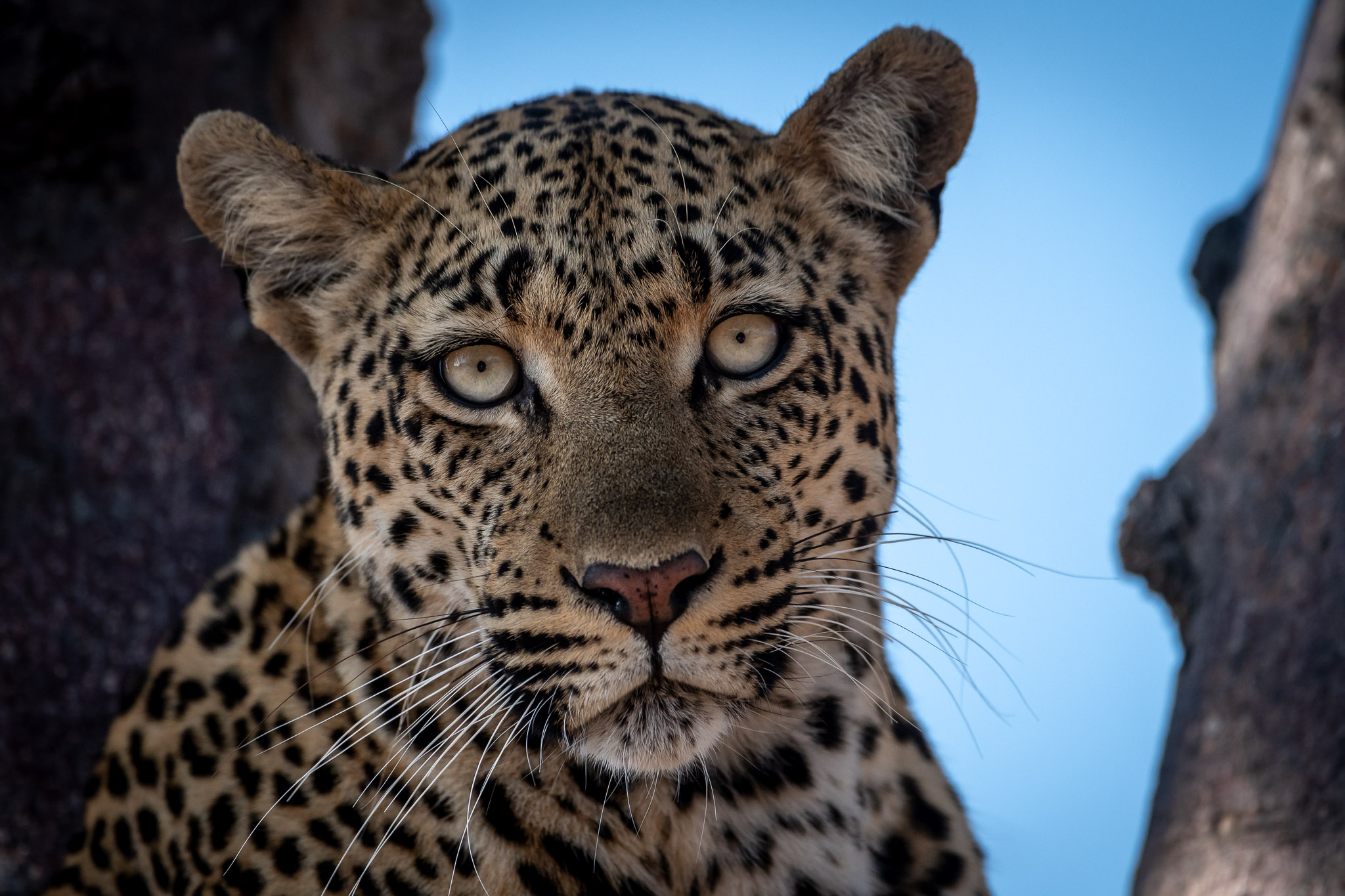 Leopards of Africa on Foot and nThambo Tree Camp