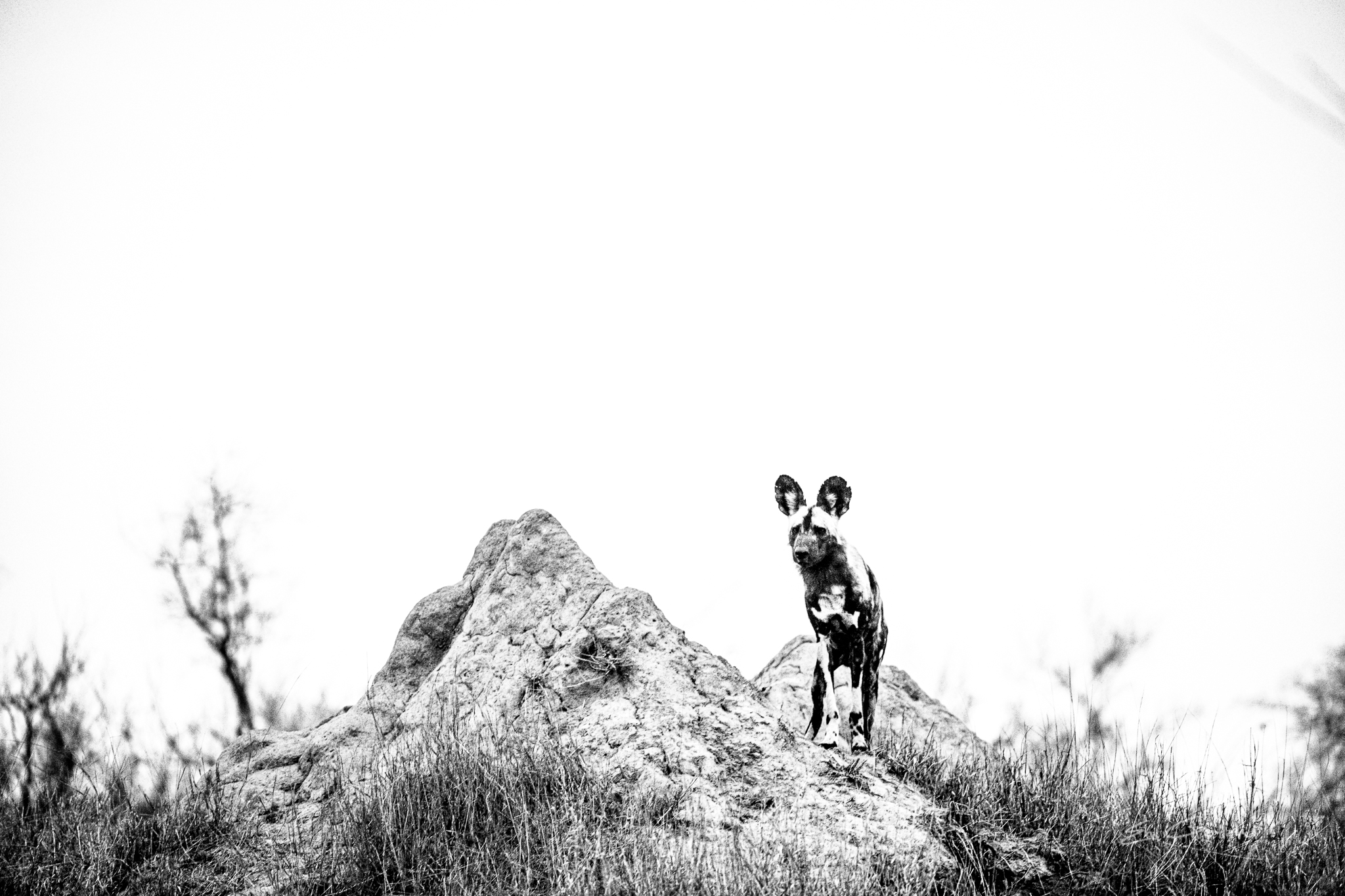 African Wild Dog