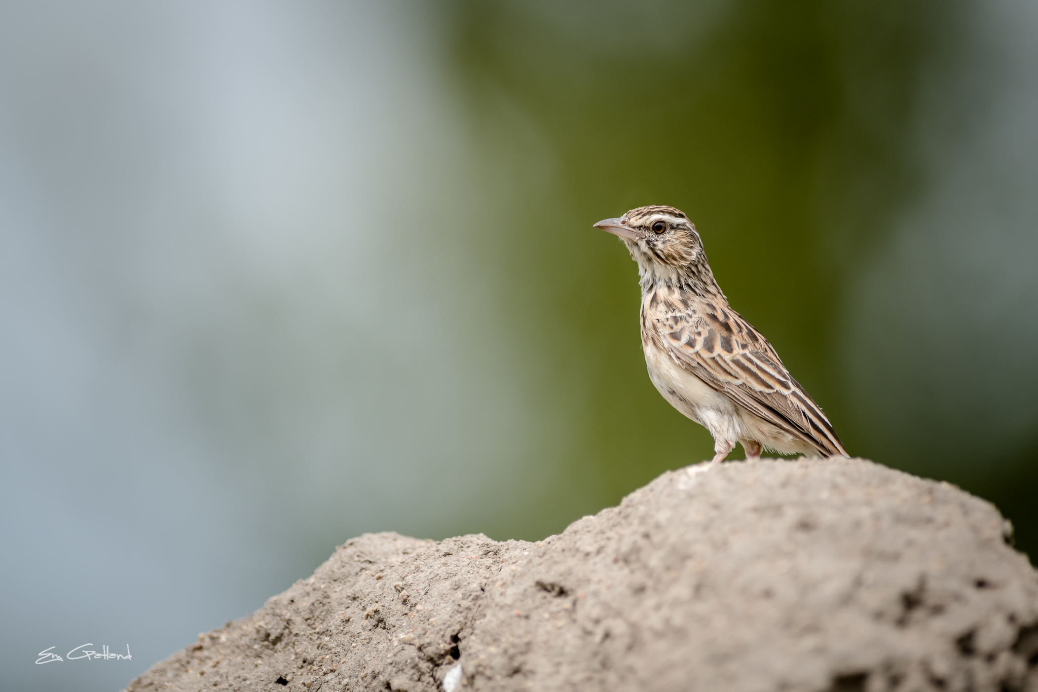 Birds of the Klaserie
