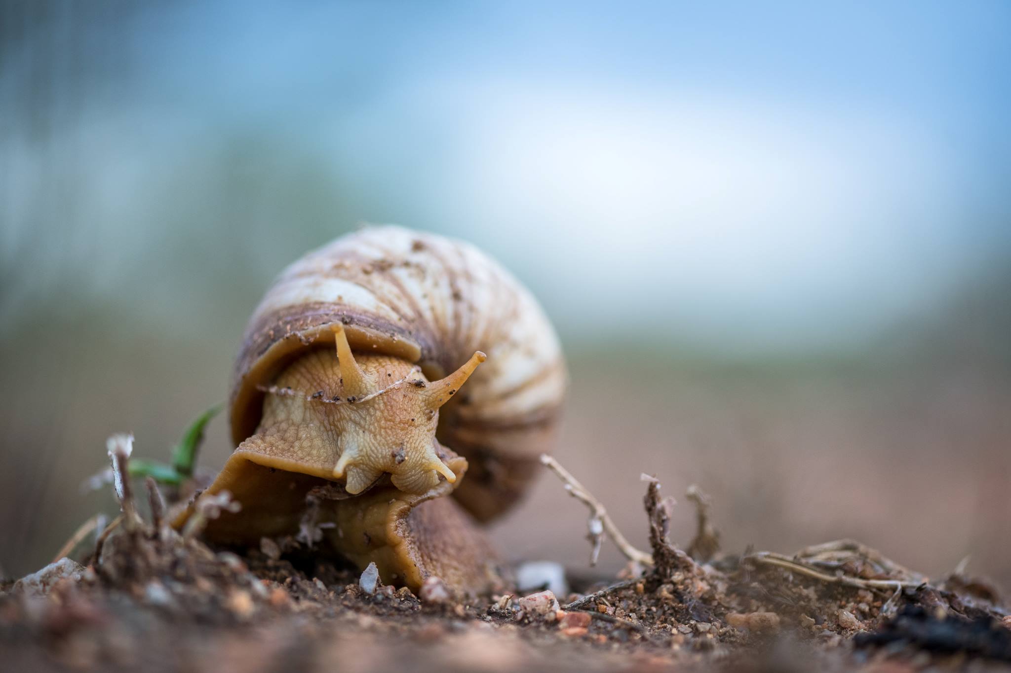 Klaserie Land Snail