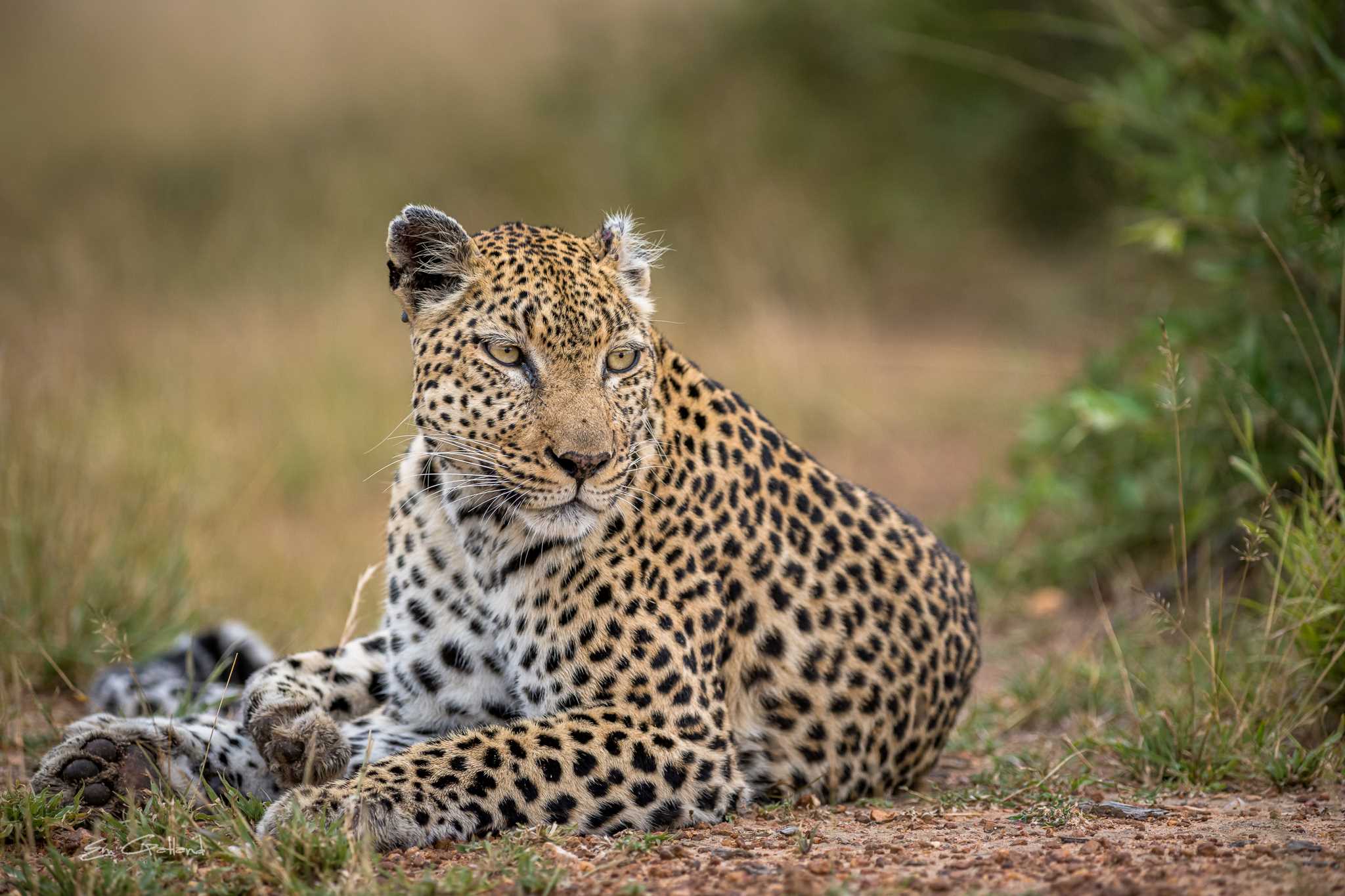 Leopard Africa On Foot