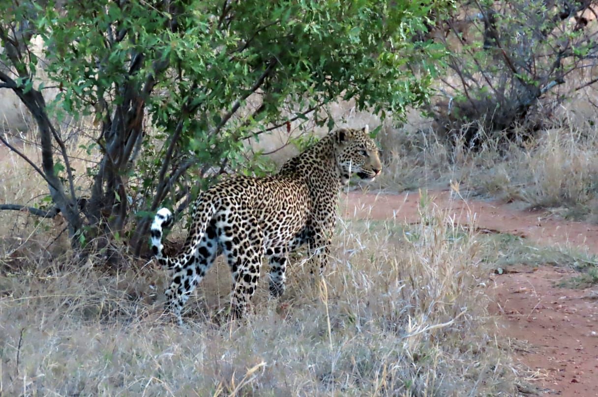Nyala Safari Lodge Leopard