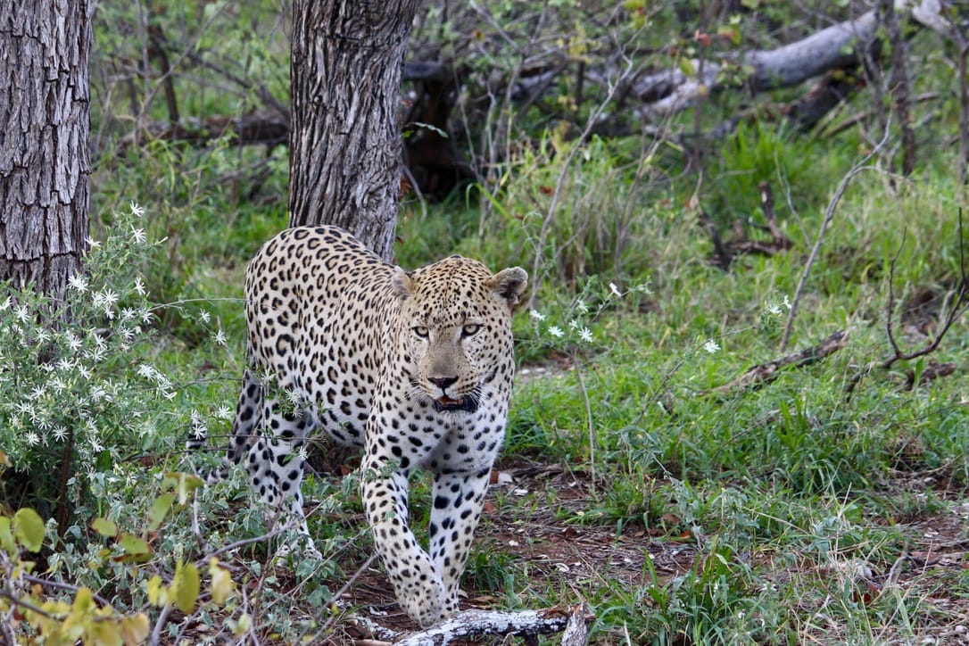 Phuti Camp Big Cats