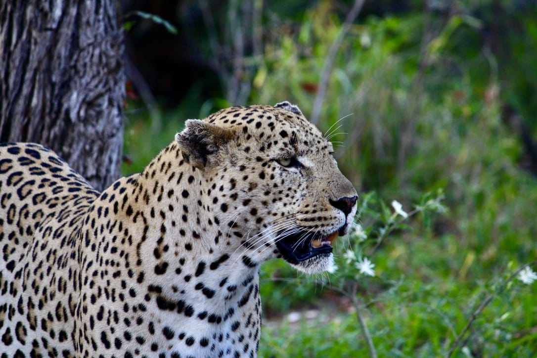 Leopard at Phuti Camp