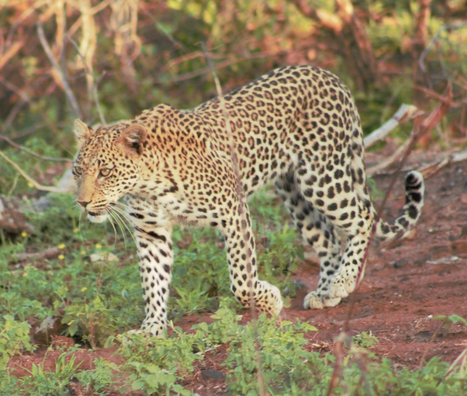 Chacma Bush Camp Leopard