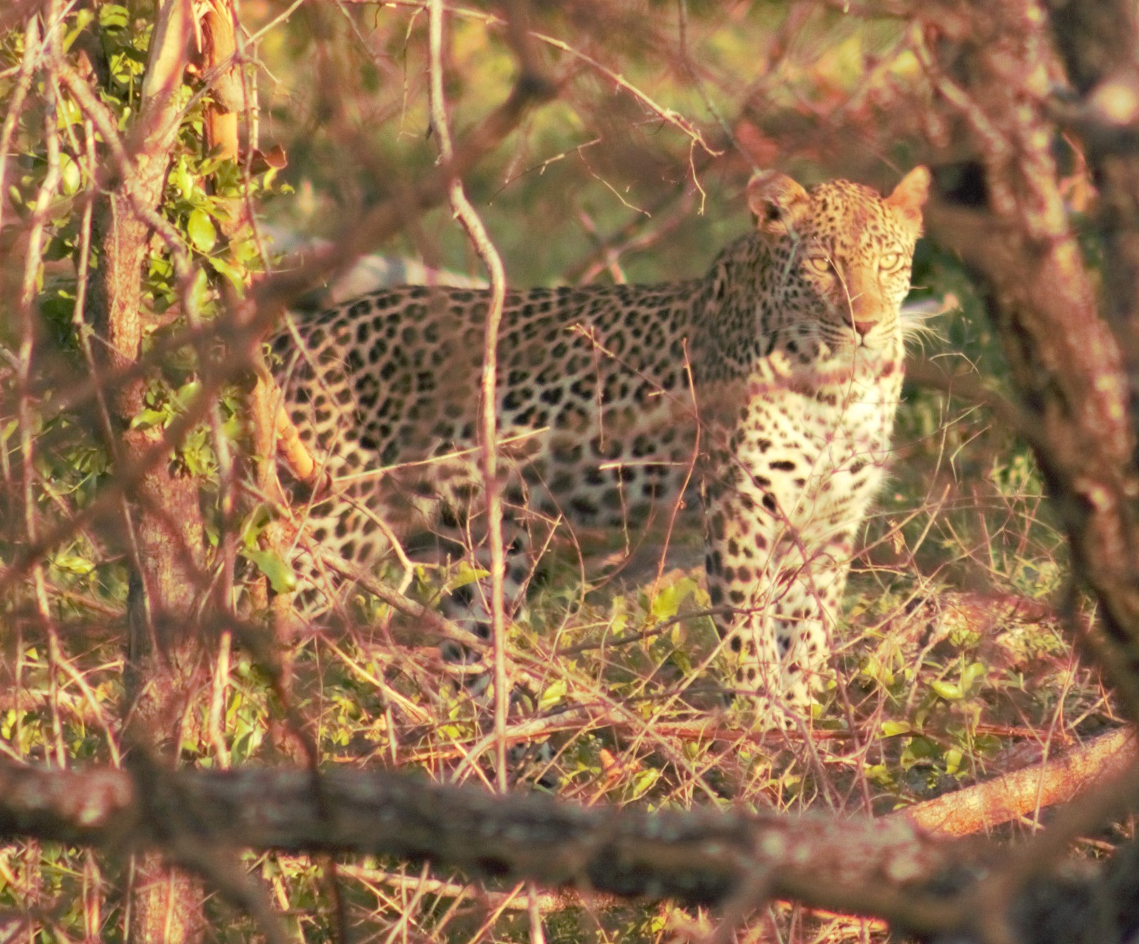 Chacma Bush Camp Leopard
