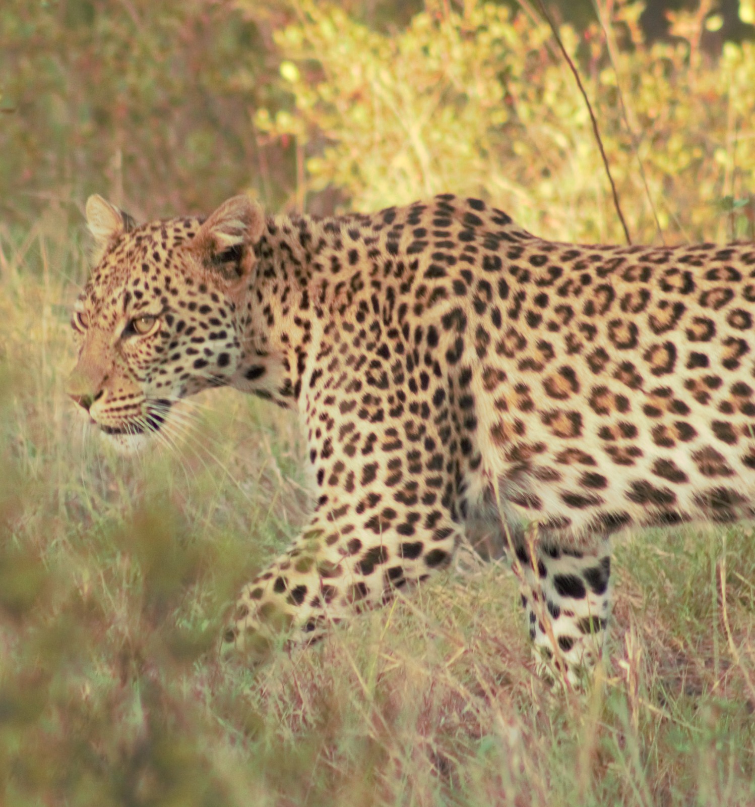 Chacma Bush Camp Leopard