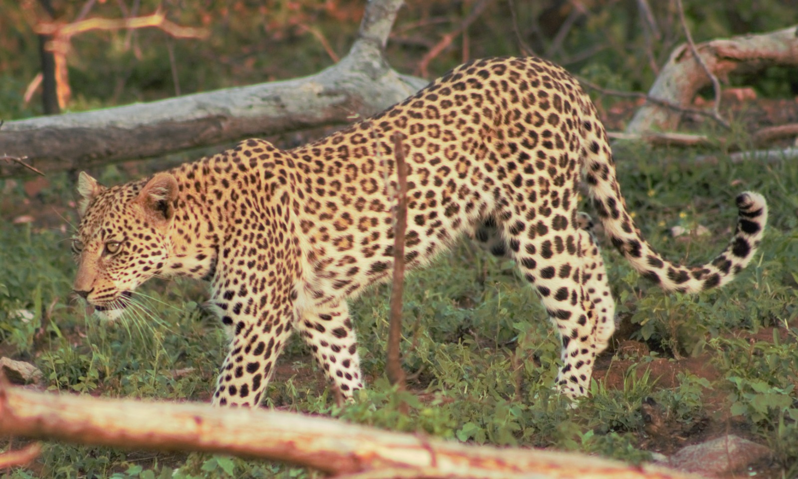 Chacma Bush Camp Leopard
