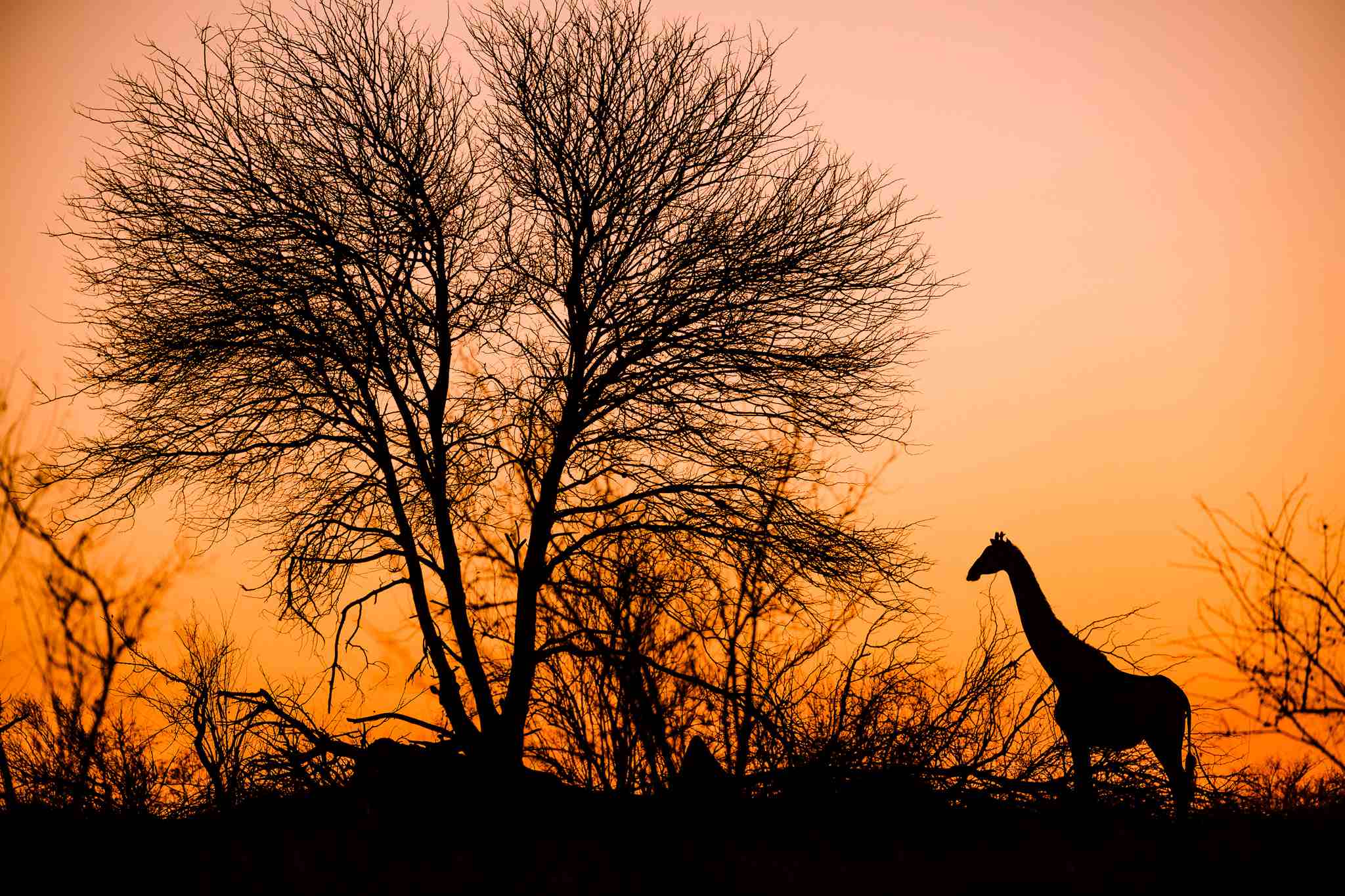 Sunset at Africa on Foot
