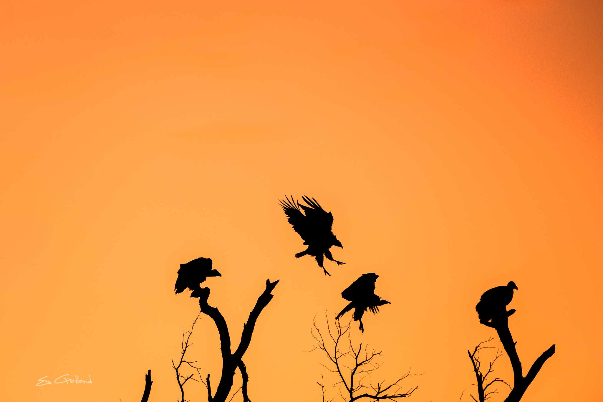 Sunsets Africa On Foot