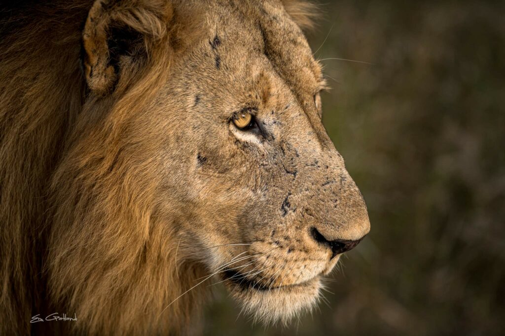 Vuyela Lion Africa On Foot