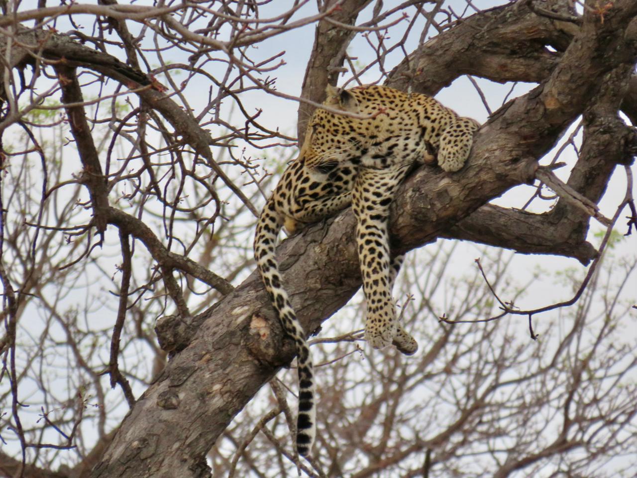 Leopard in Tree