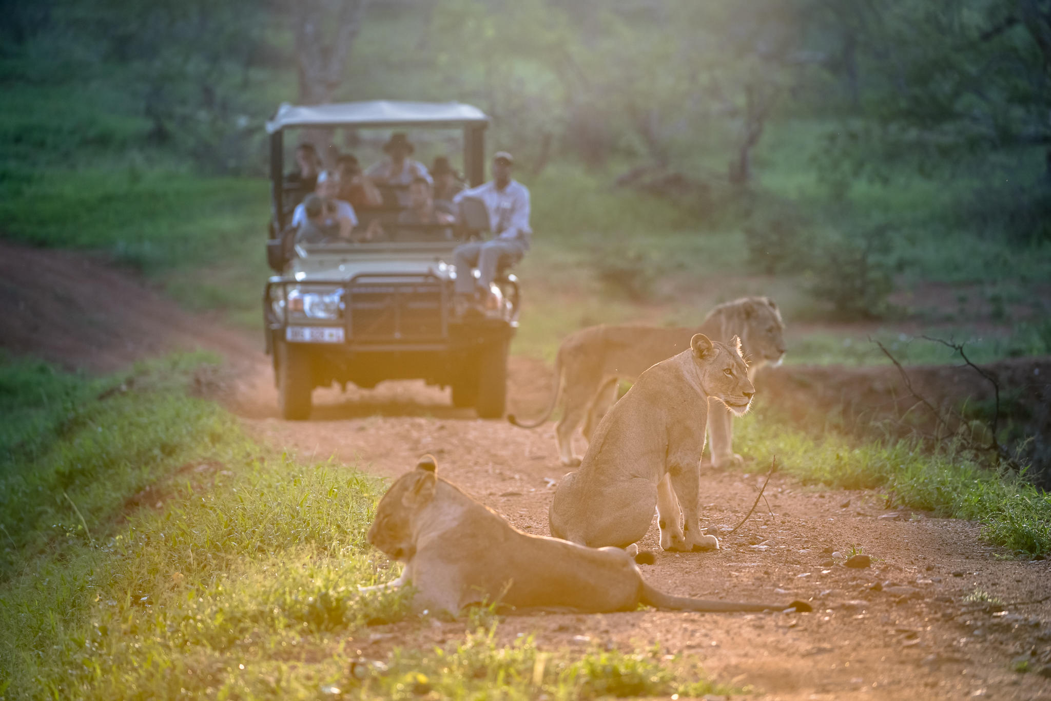 Lions on Game Drive at Chacma