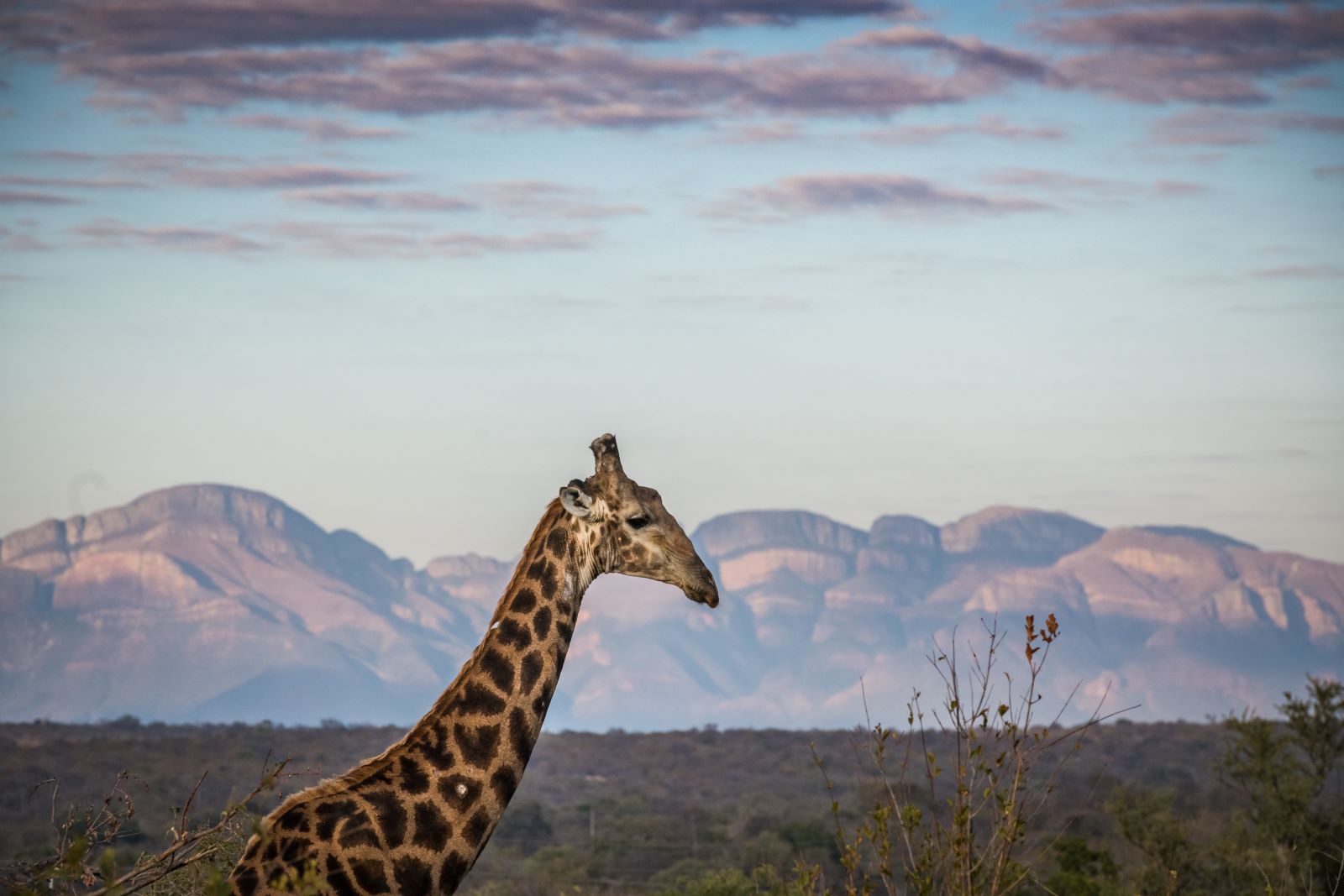 Nambu Camp Olifants West