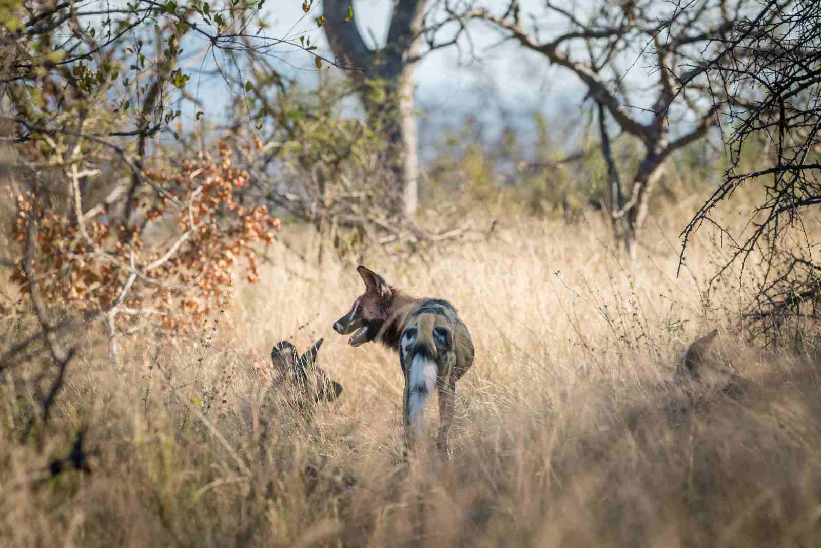 Nambu Camp African Wild Dogs