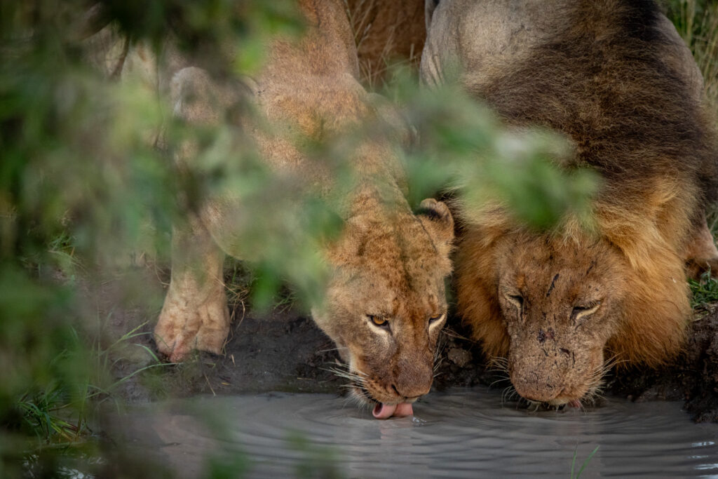 Lions of the Klaserie