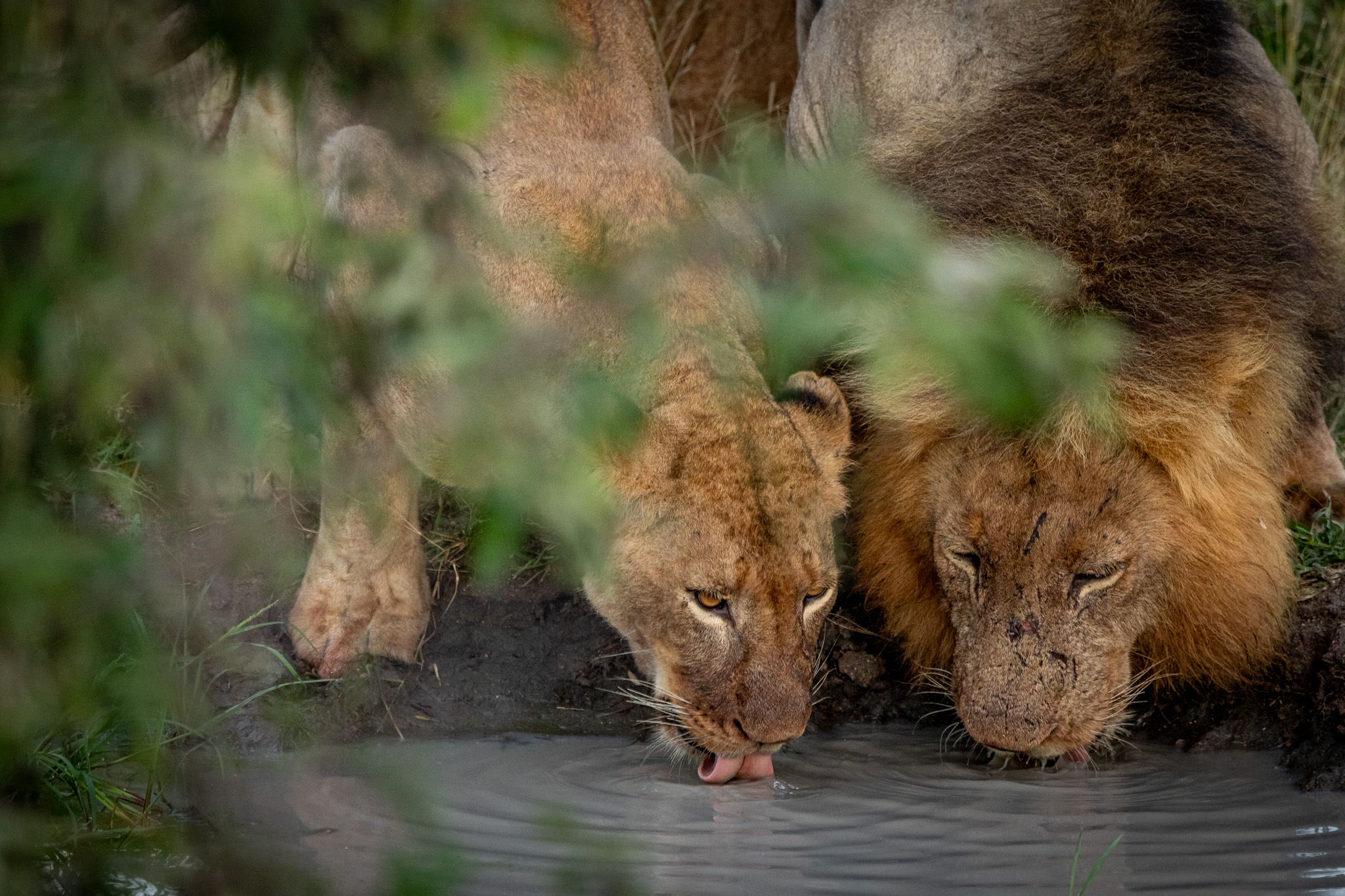 Lions of the Klaserie