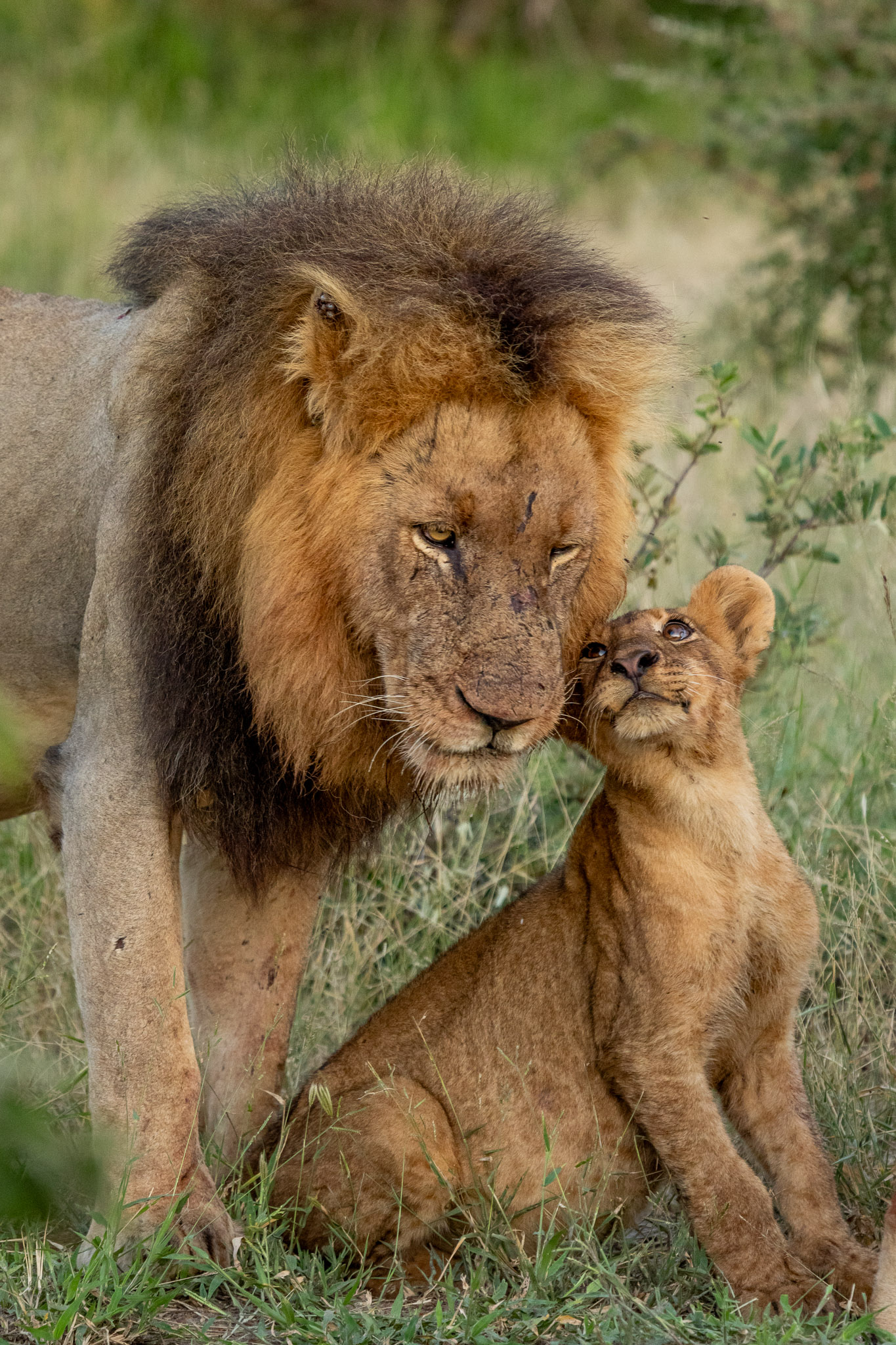 Big Cats of the Klaserie