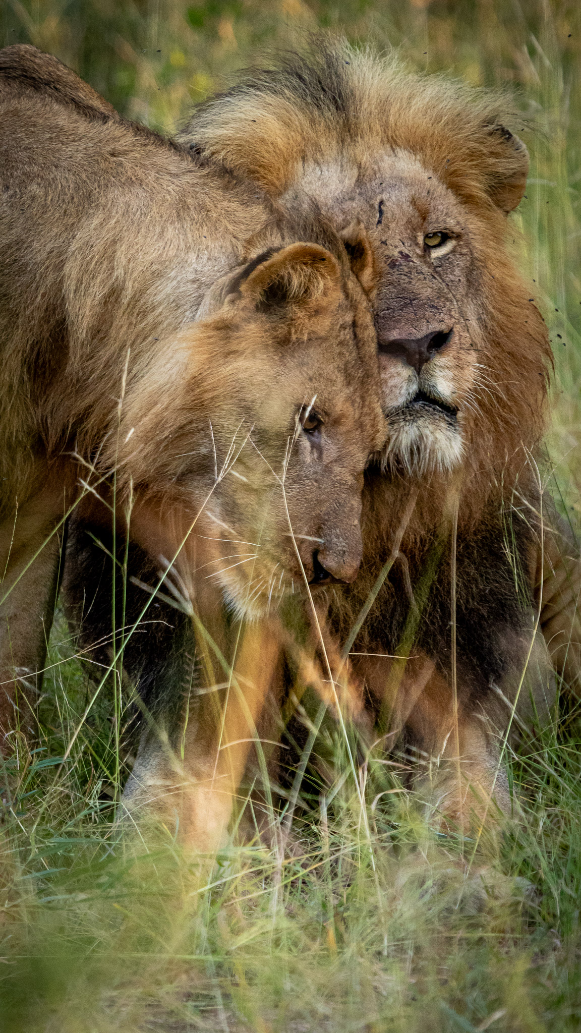 Lion Love in the Klaserie
