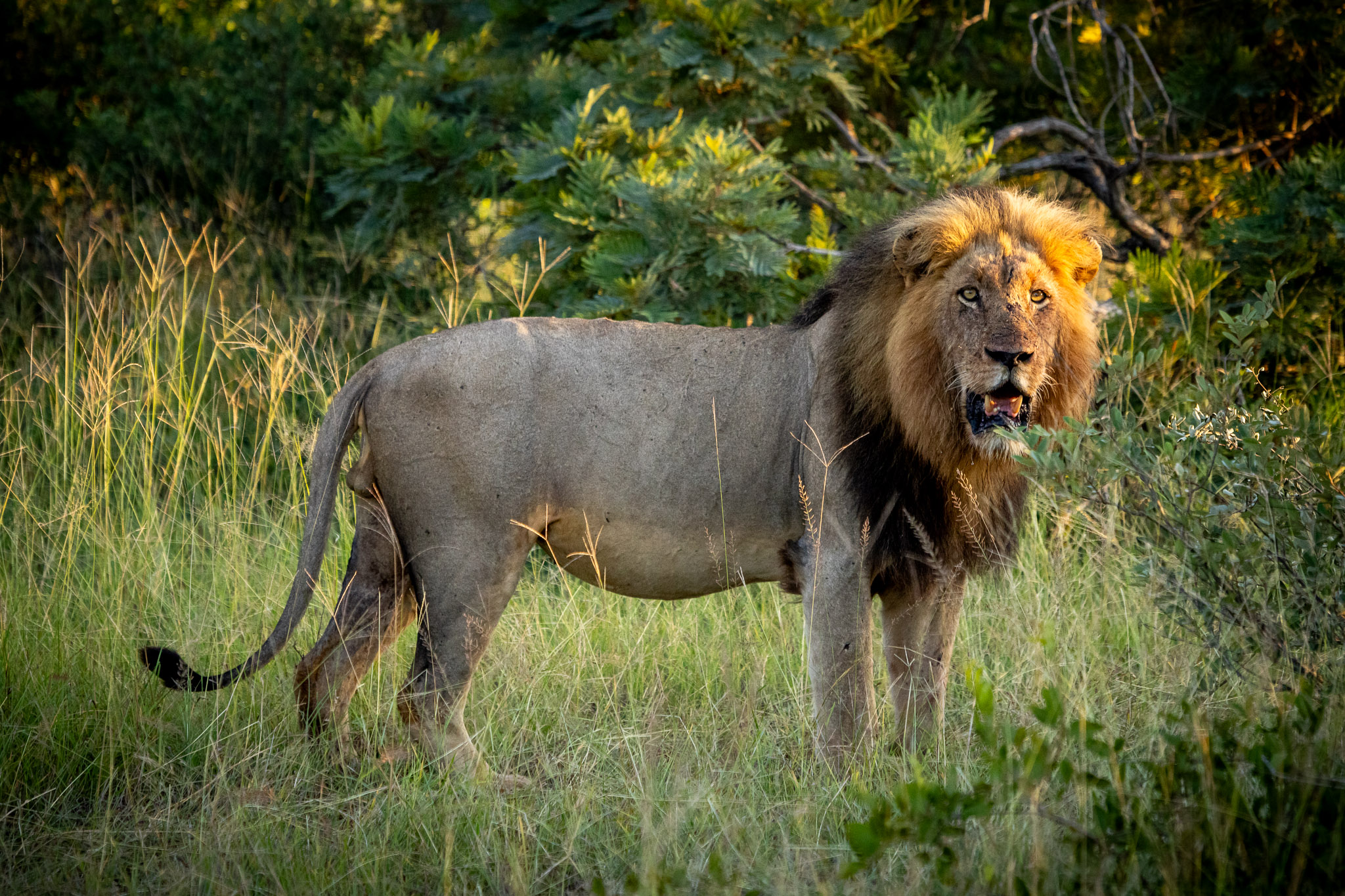 Male Lion in the Klaserie