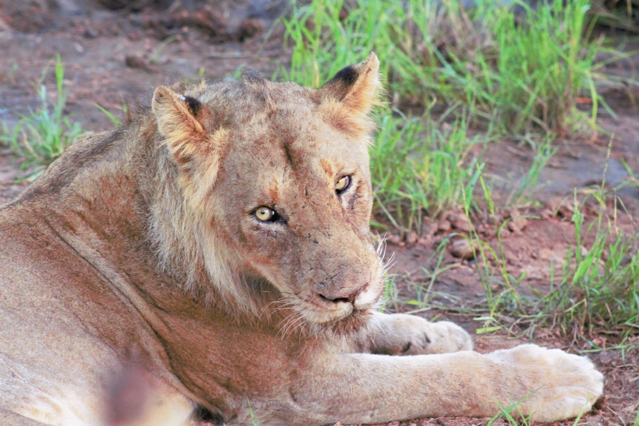 Chacma Sub-adult Lion
