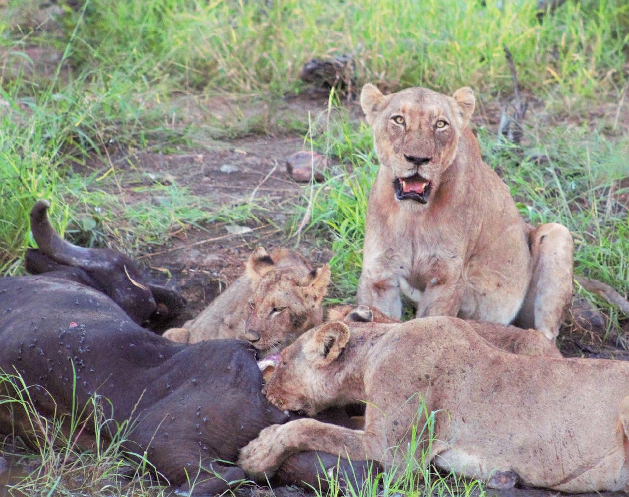 Chacma's Grietjie Pride