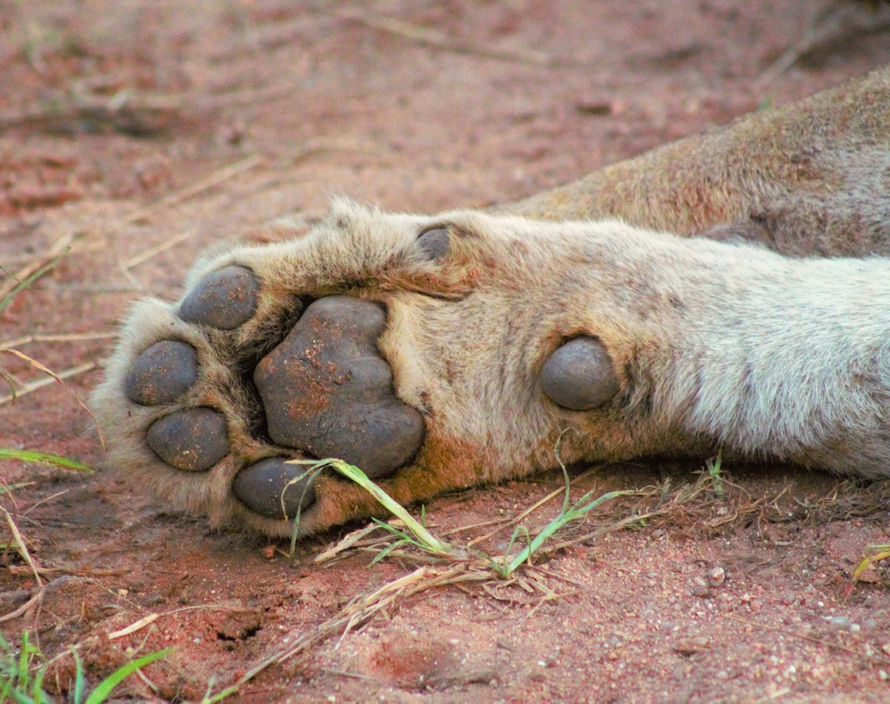 Lion Paws at Chacma Bus h Camp