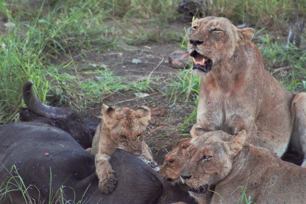 Grietjie Pride Lion Cubs