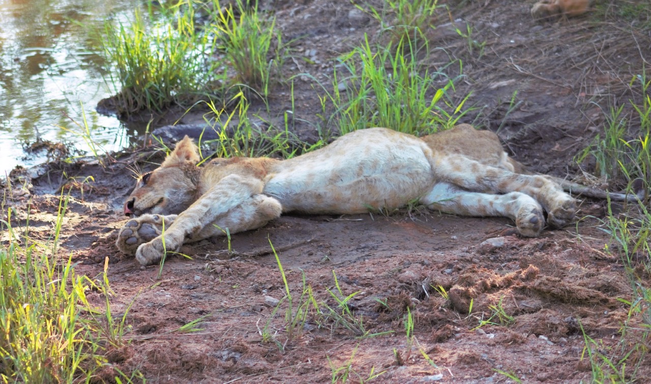 Lions at Chacma Bush Camp