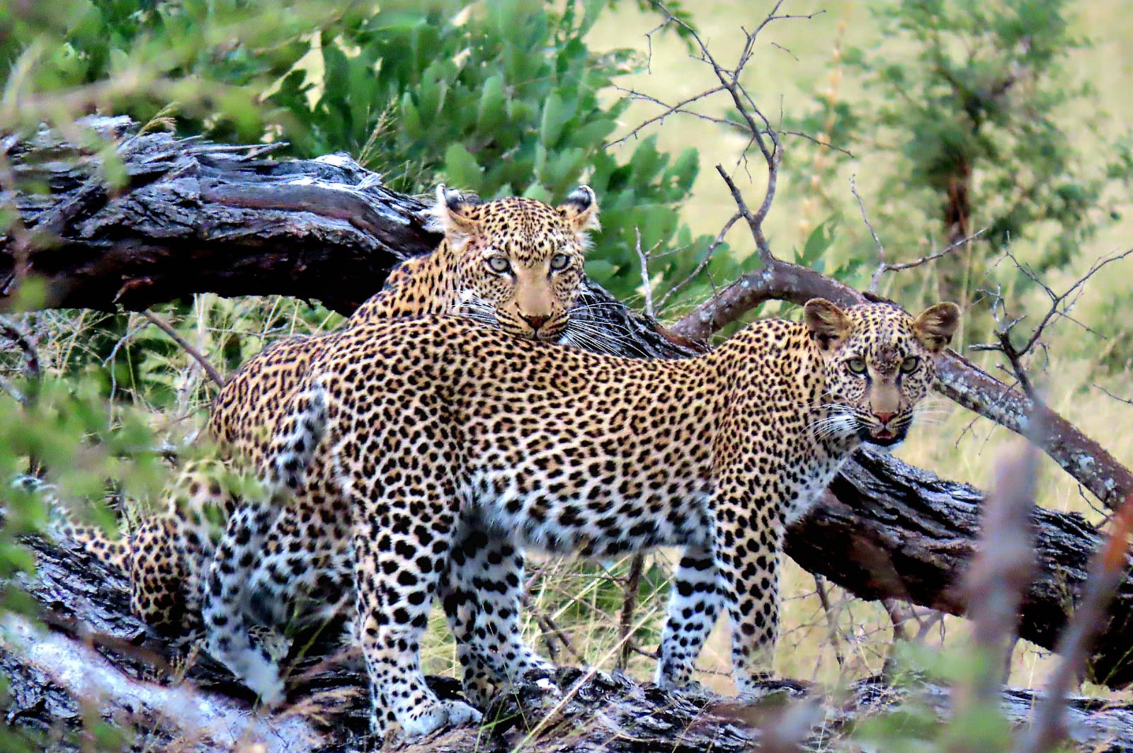 Nyala Lodge and Leopard Cubs