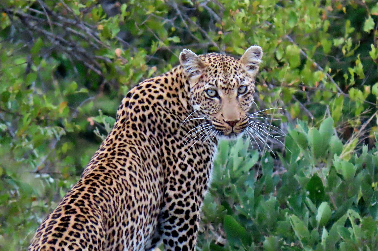 Leopard Close-up
