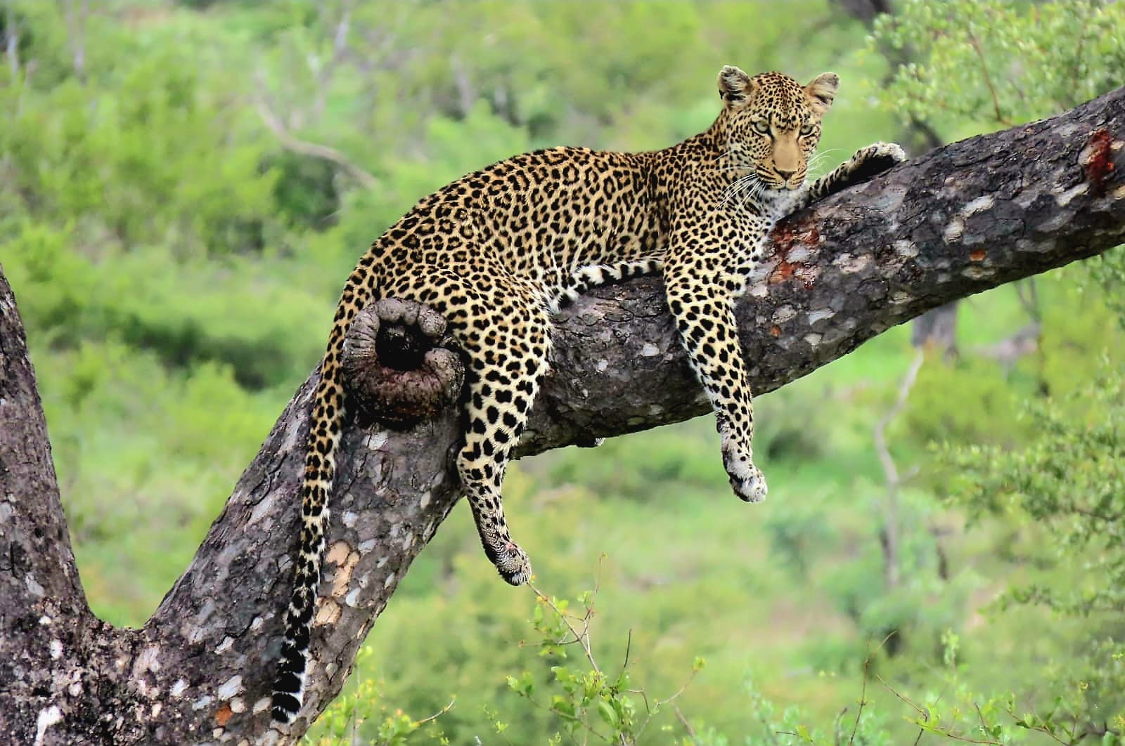 Leopard at Nyala Safari Lodge