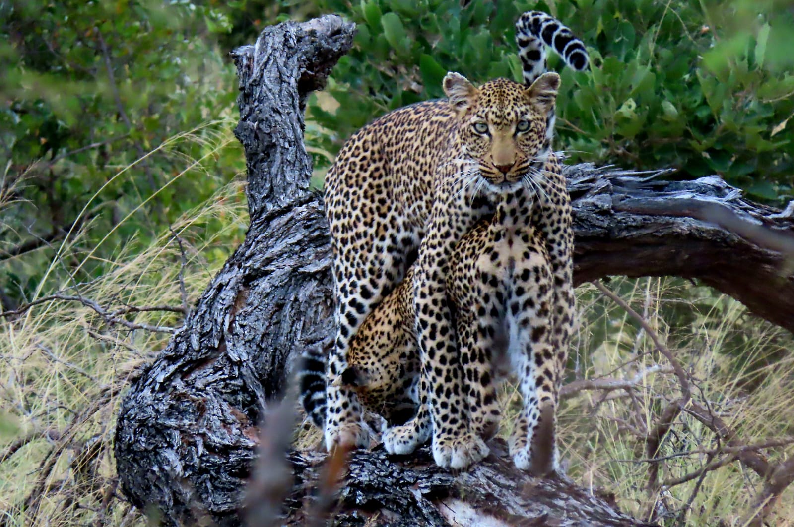 Leopard and Cub