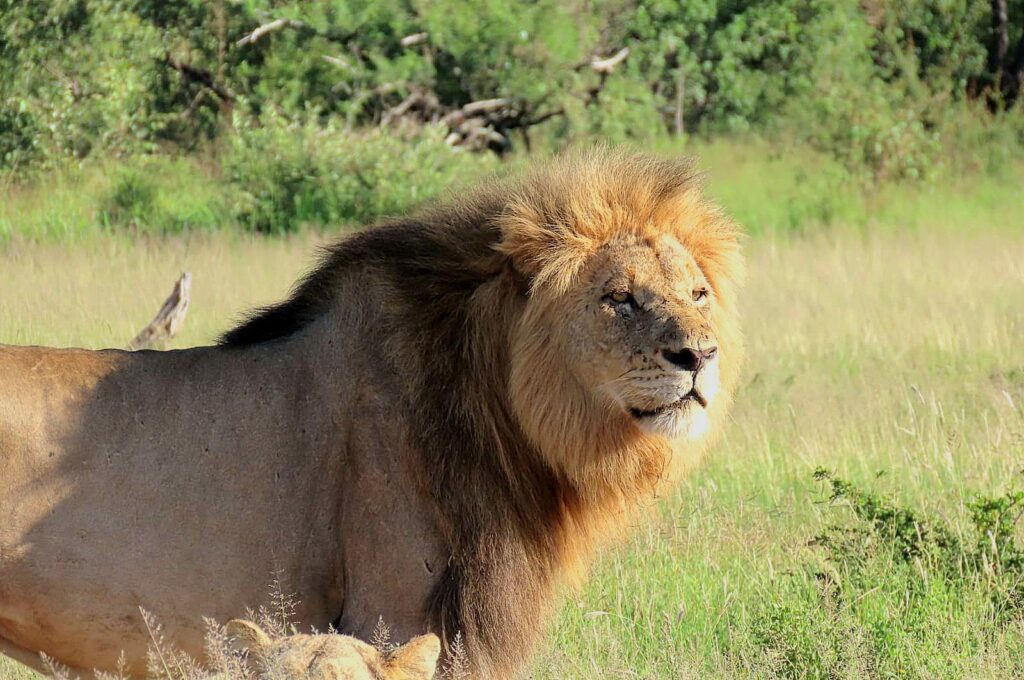 Male lion at Nyala