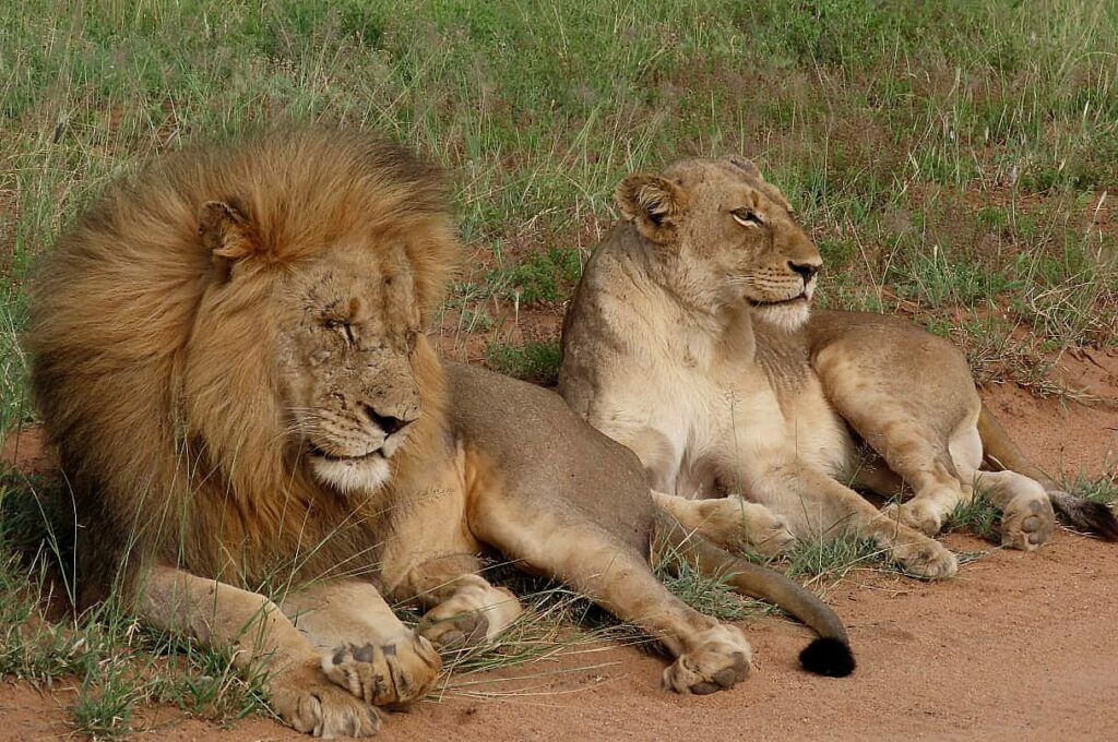 Lions at Nyala Safari Lodge