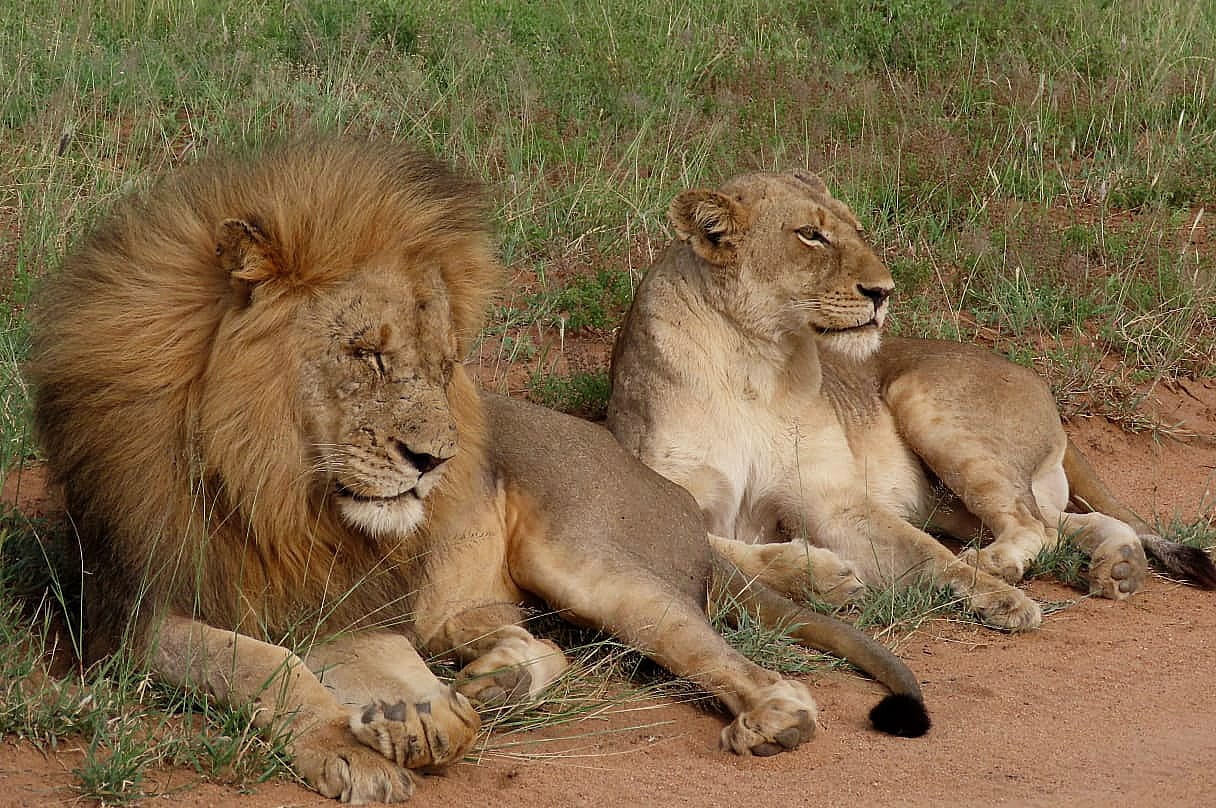 Lions at Nyala Safari Lodge