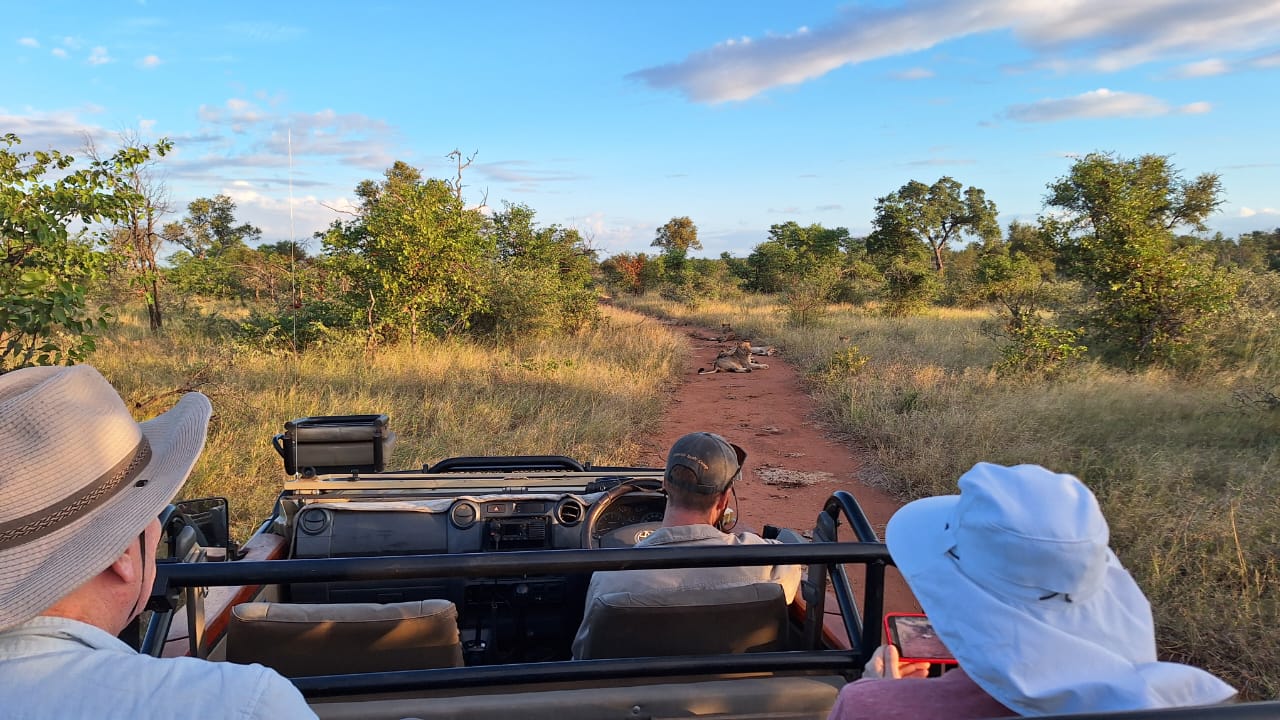 Getting Up Close to the Grietjie Pride