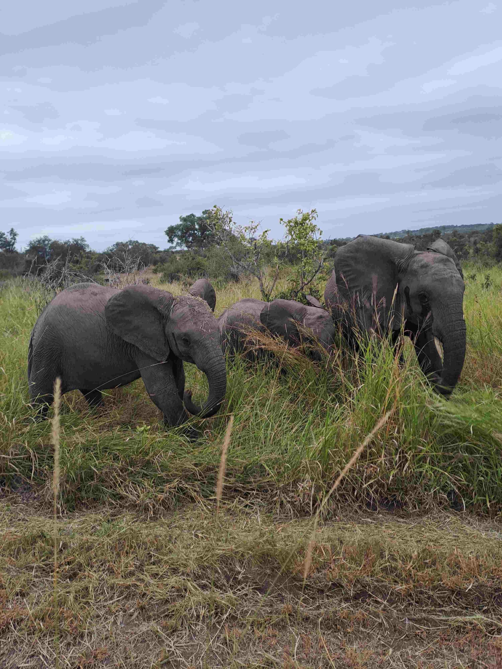 Elephants Umkumbe Safari Lodge Riverside