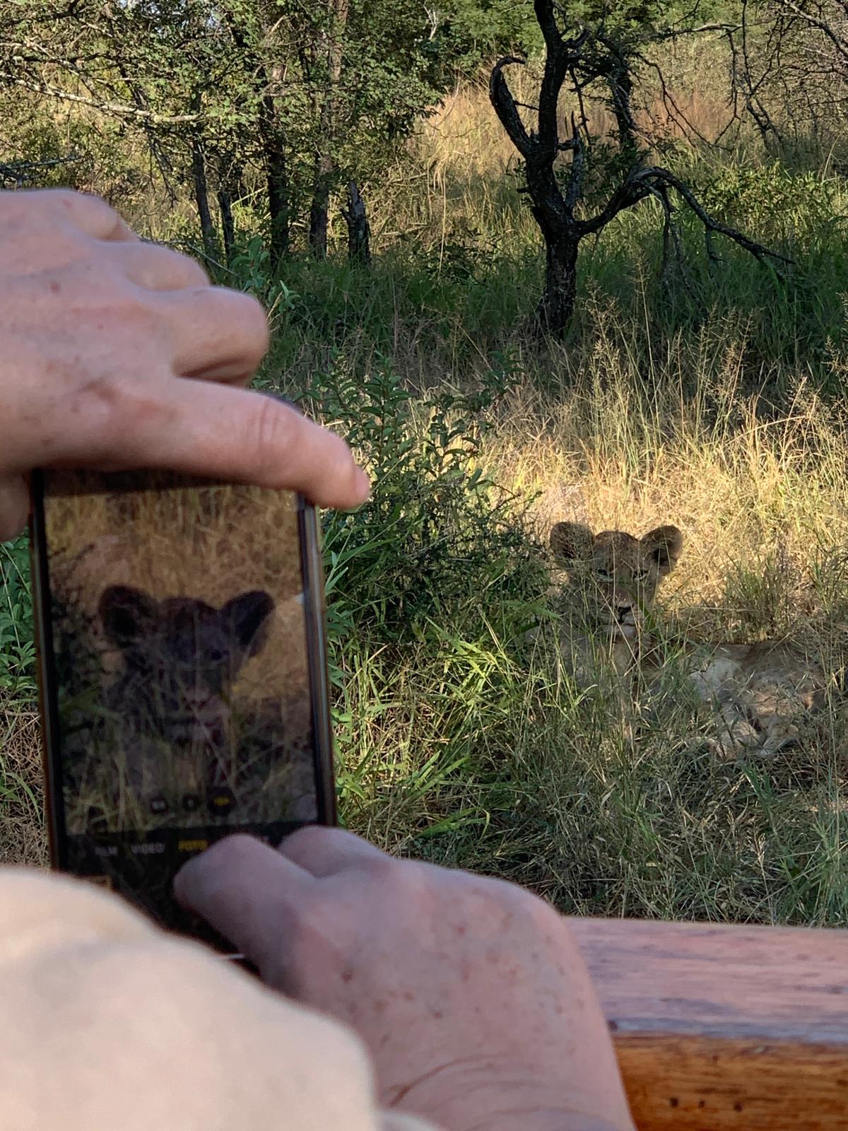 One of the Vuyela lion cubs