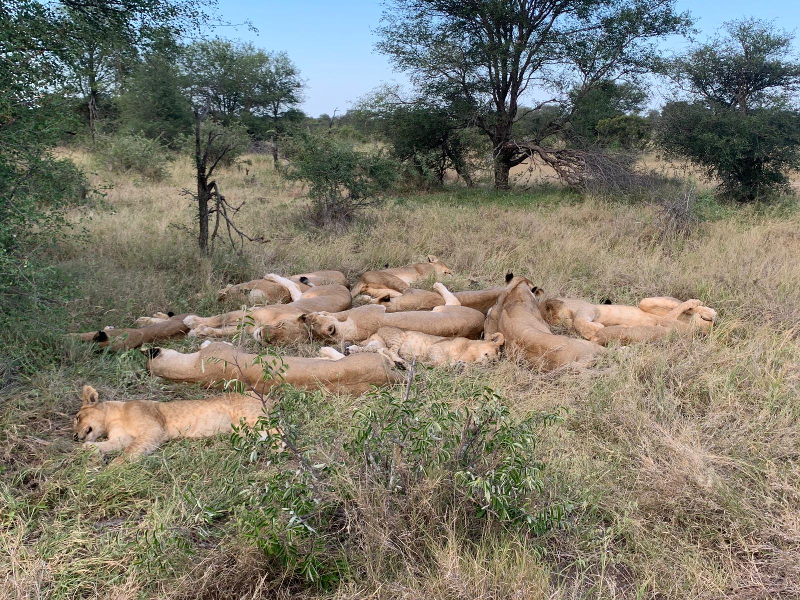 A Pile of Vuyela Lions