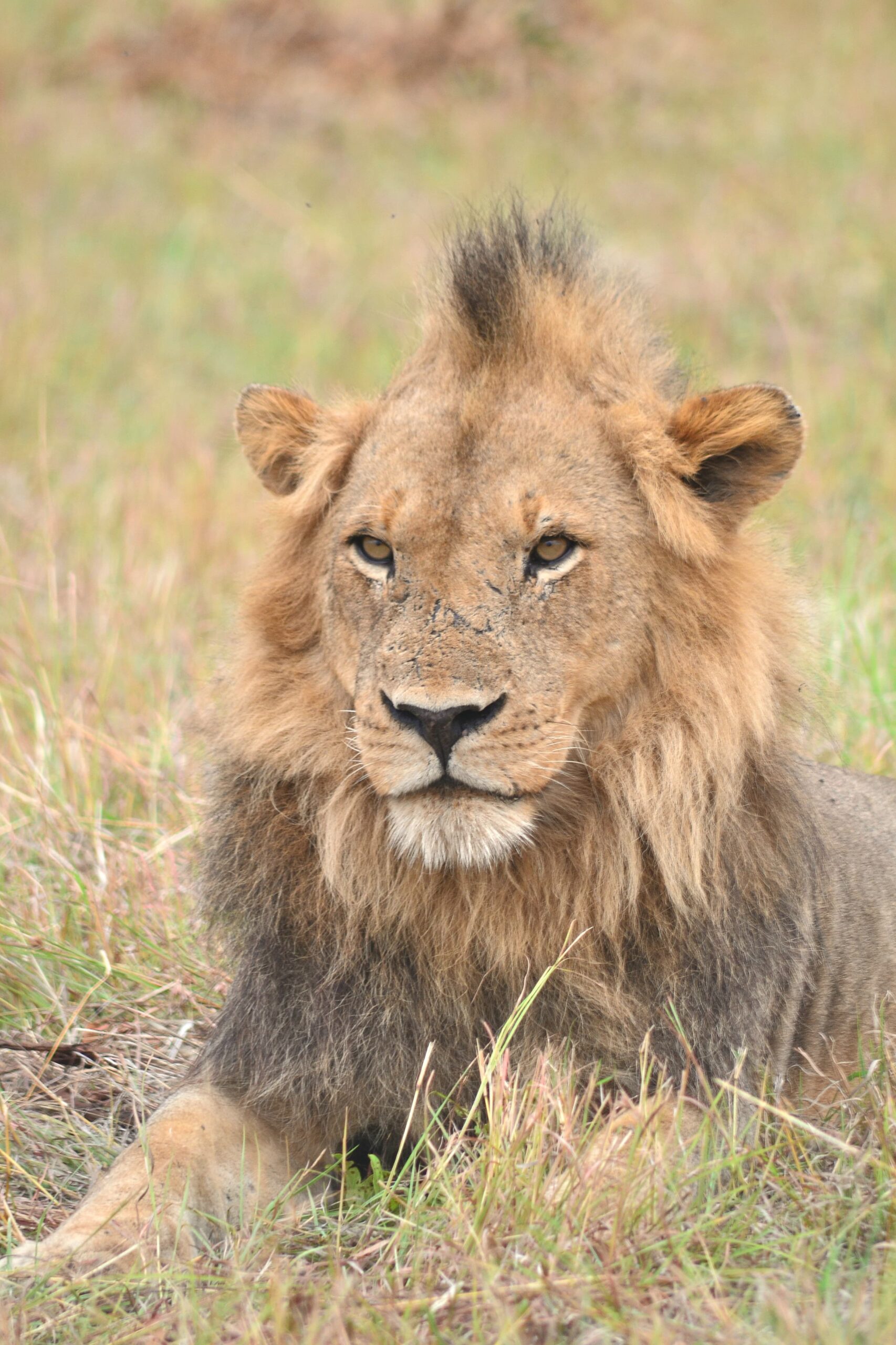 Breakaway Male Lion