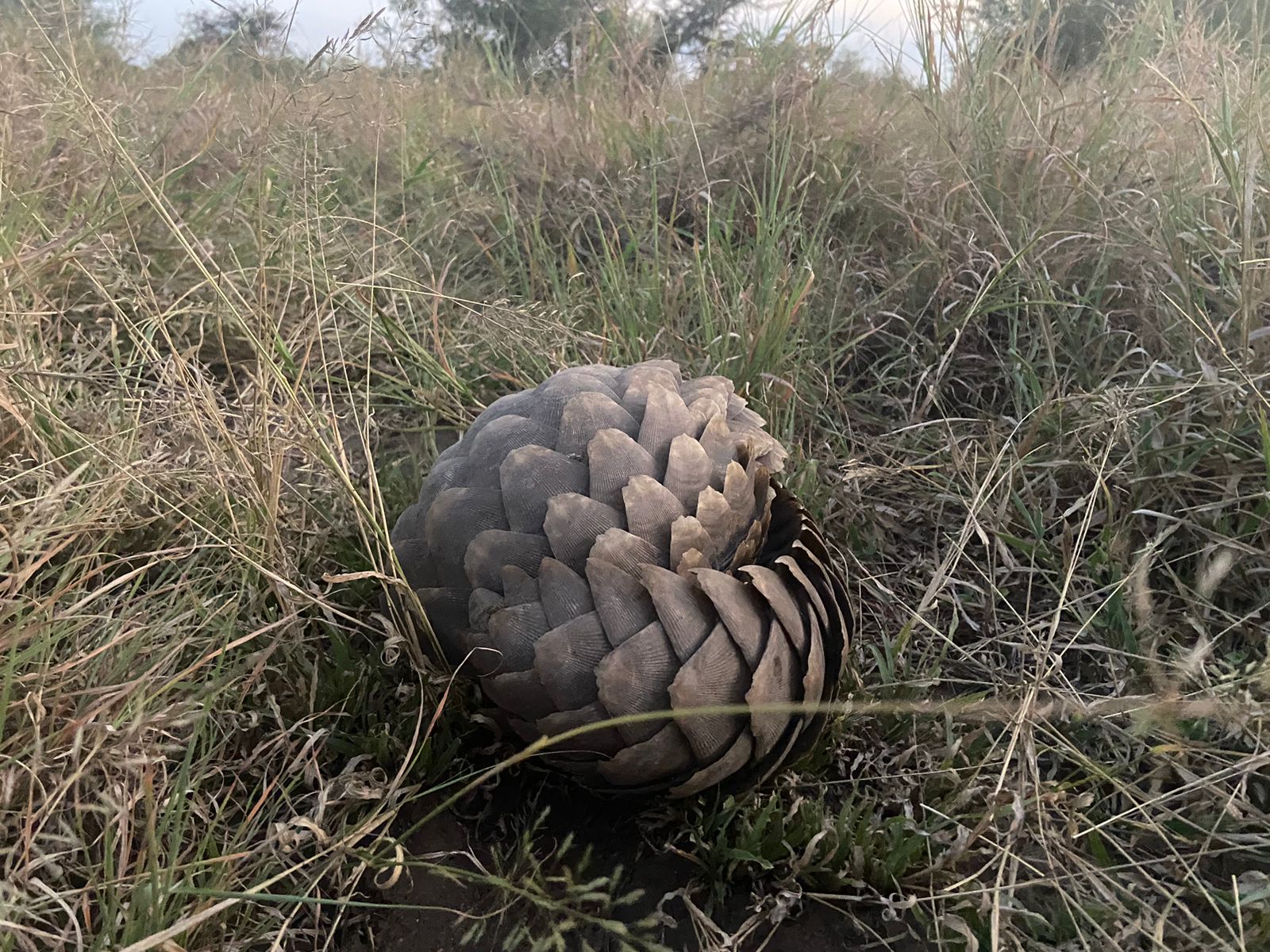 A Rare Pangolin in the Wild