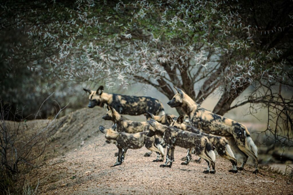 African Wild Dogs Pups