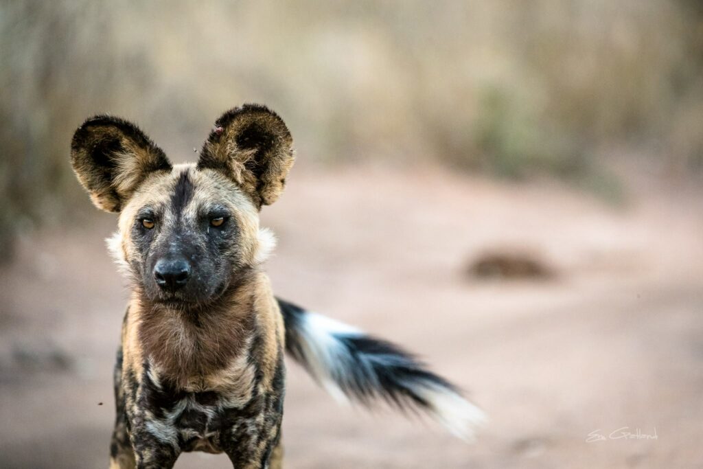African Wild Dogs Portrait