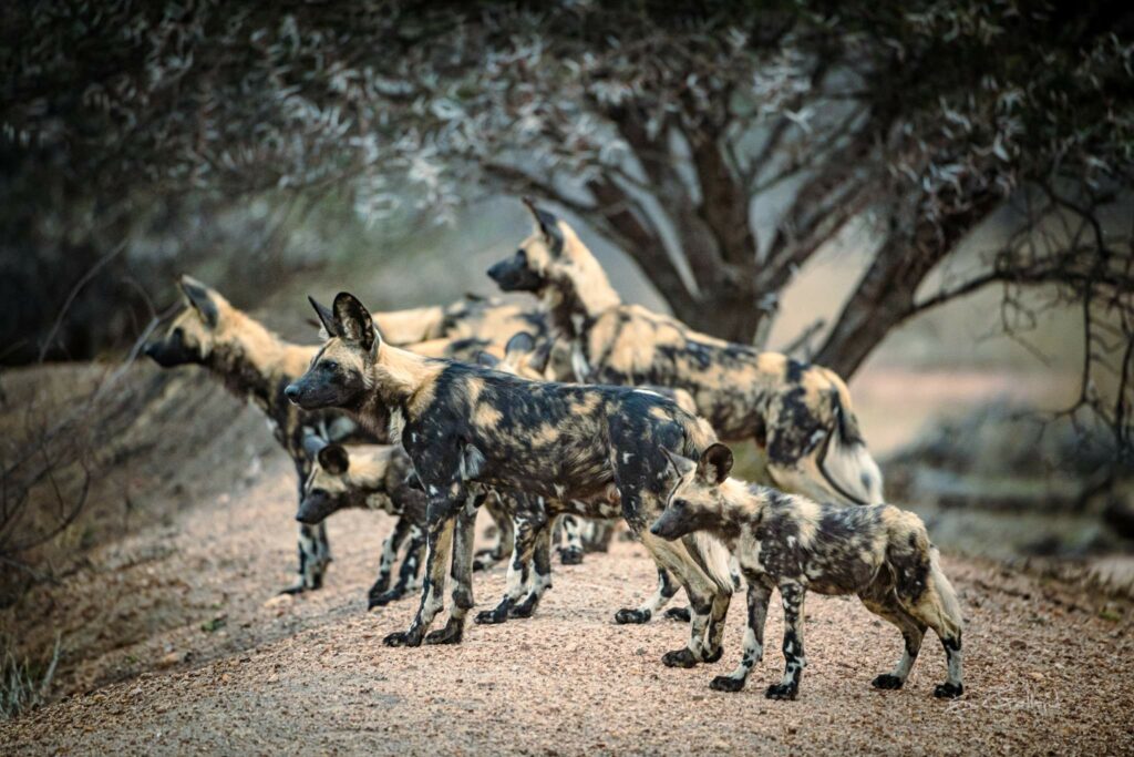African Wild Dogs Pups Pack