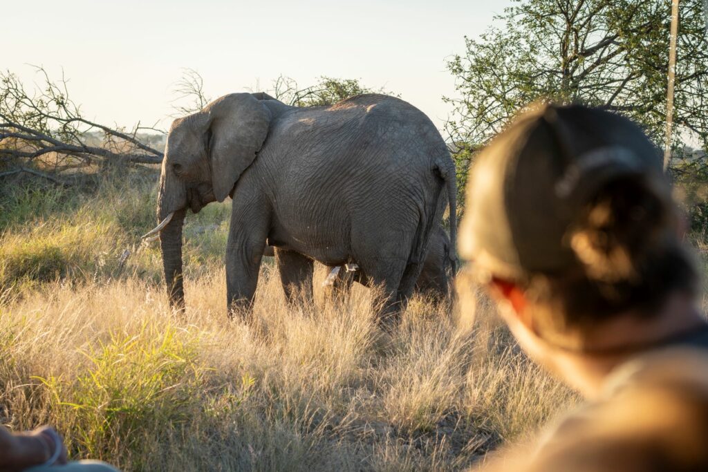Elephants Nyala