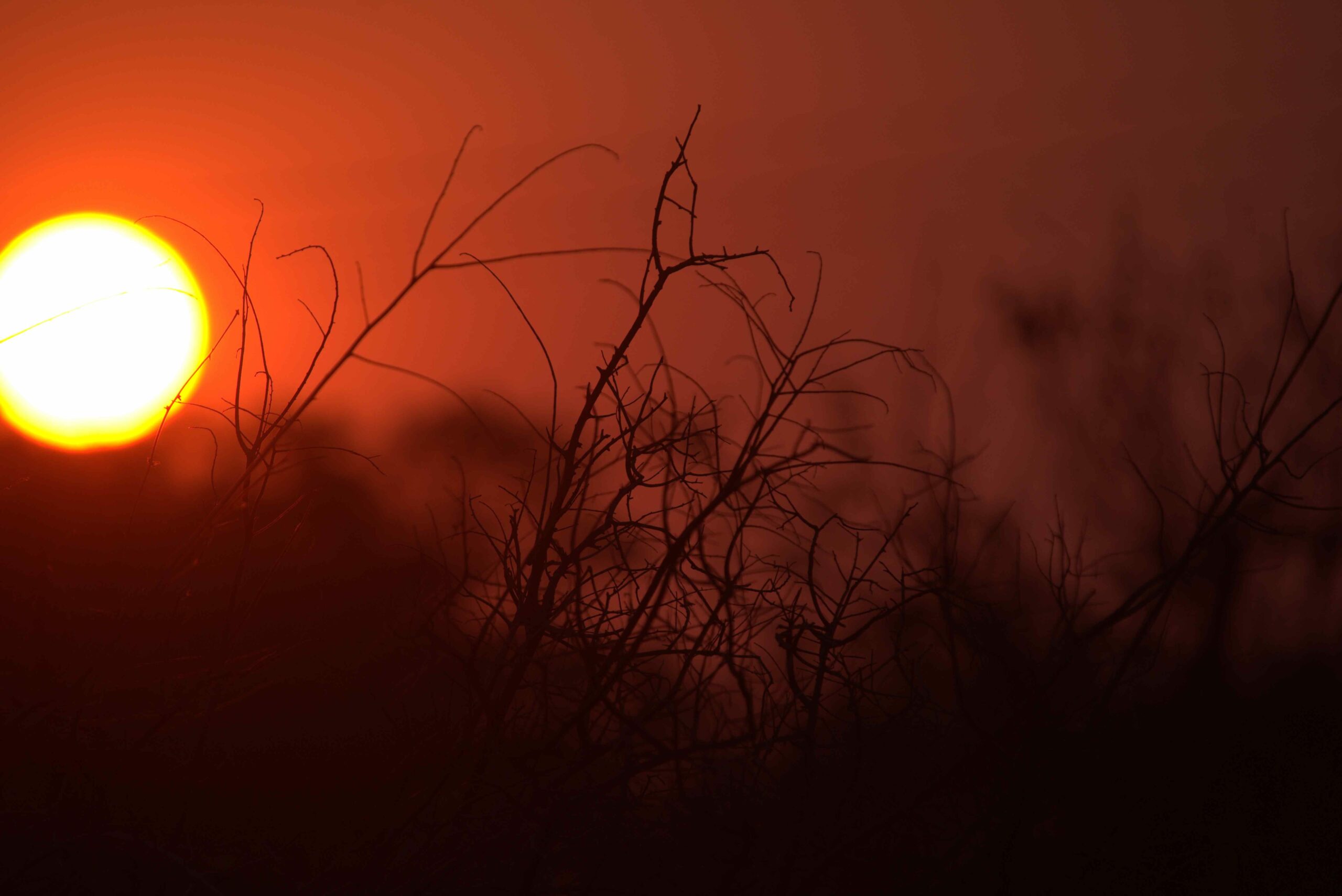 David Batzofin Sunset