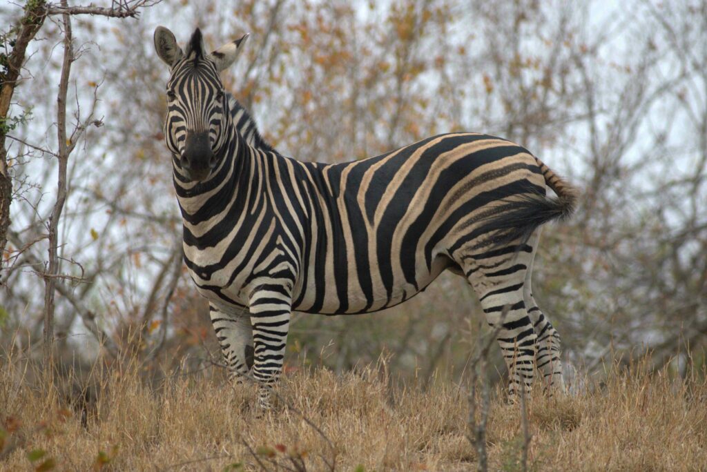 David Batzofin Zebra