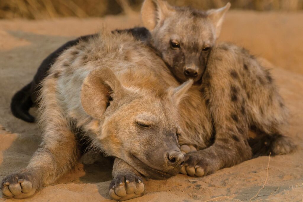 Ezulwini Hyena