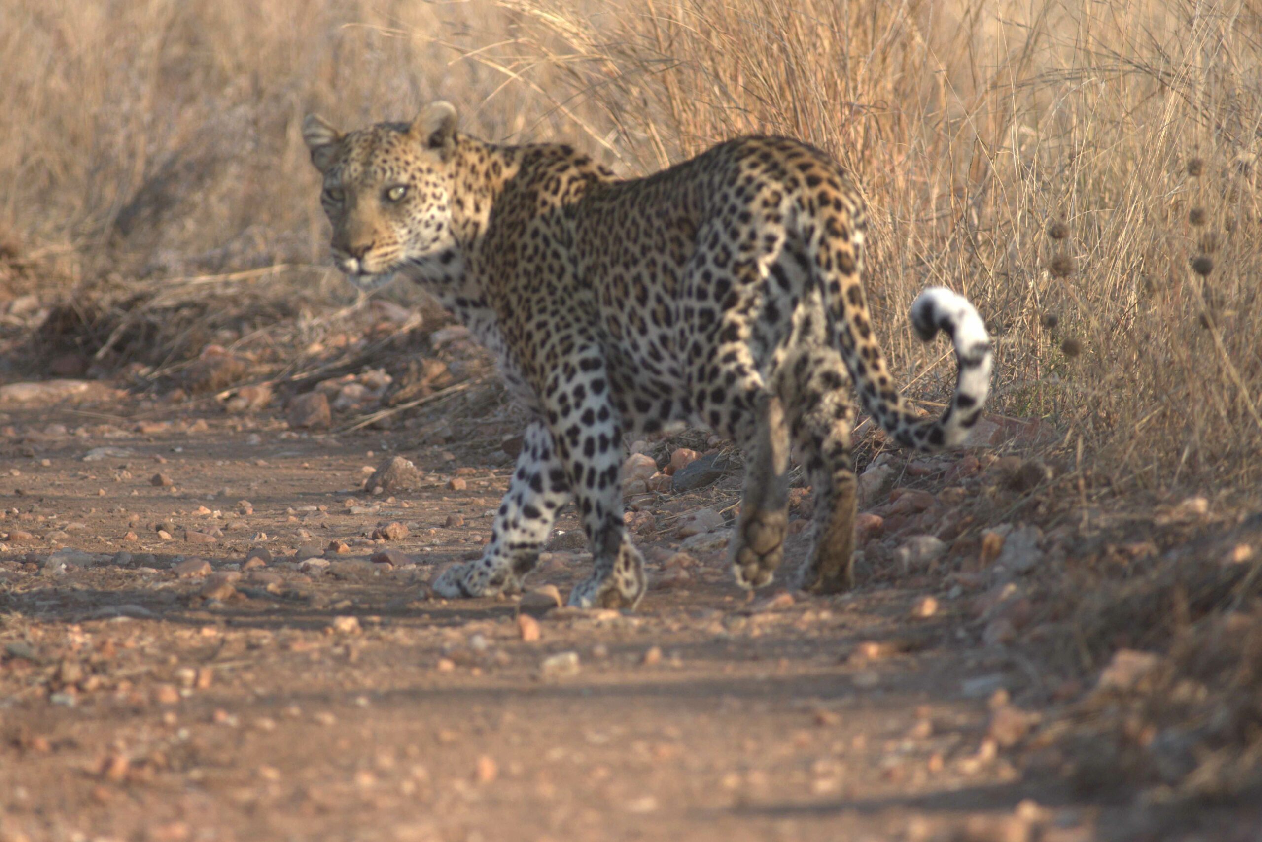 Leopard Chacma Bush Camp